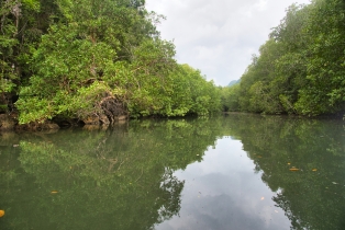 Mangrove
