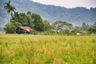 Rice Field