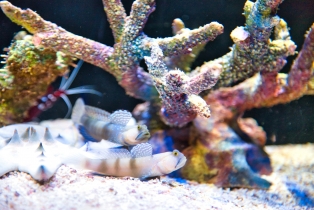 Underwater World
