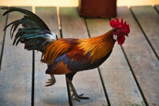 Wildlife Park