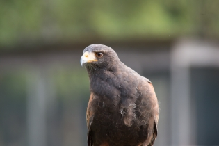 Wildlife